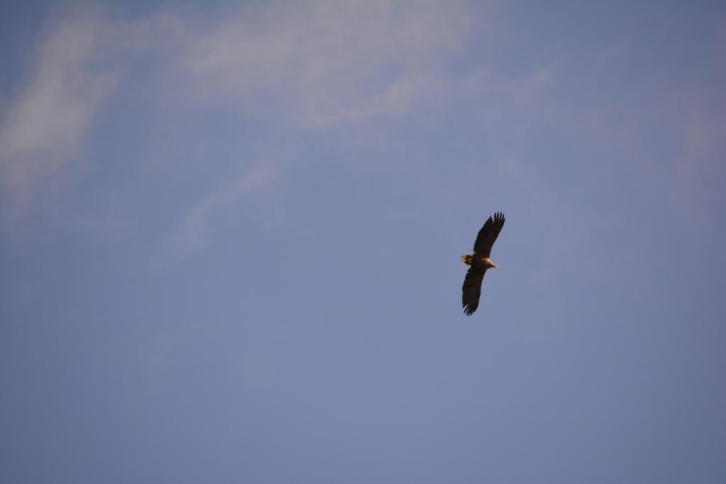 Seeadler