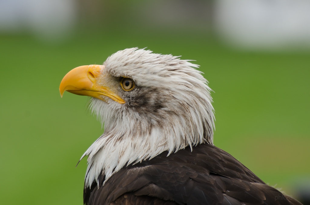 seeadler