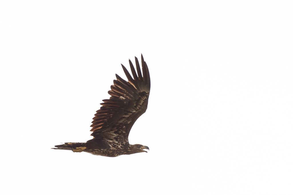 Seeadler
