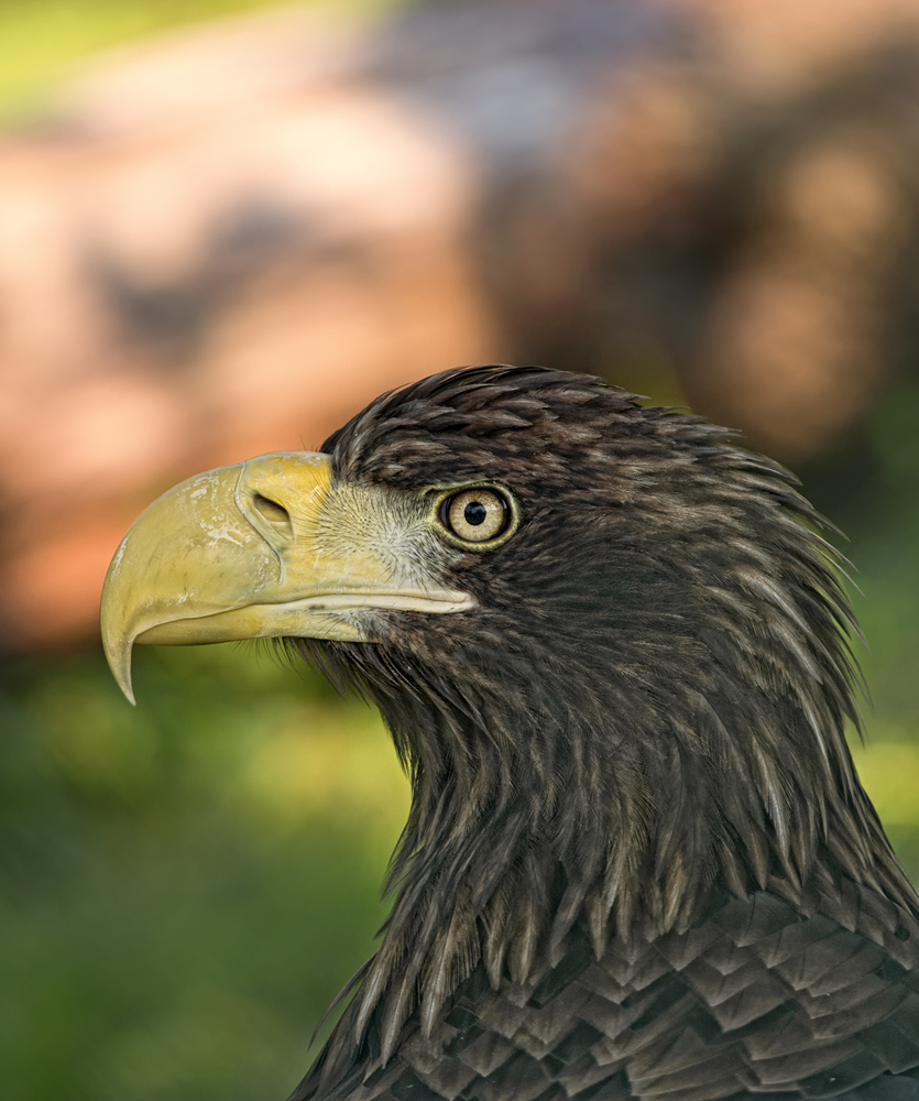 Seeadler