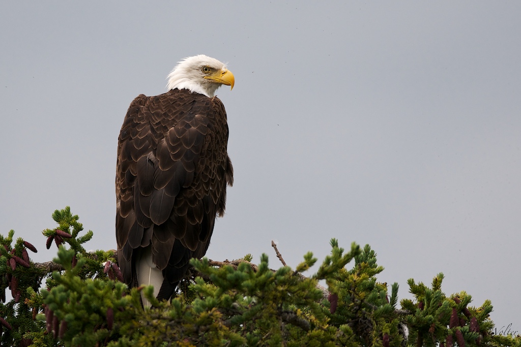 Seeadler