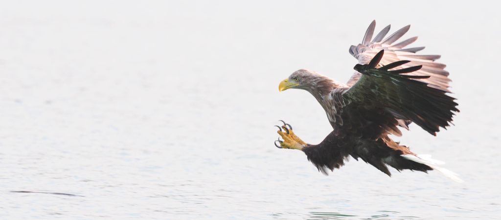 Seeadler