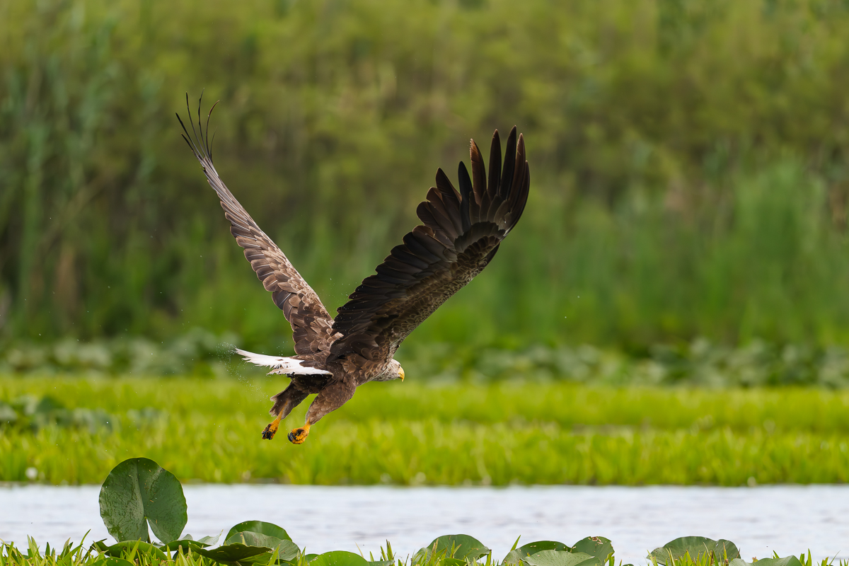 SeeadlerAbflug2.jpg