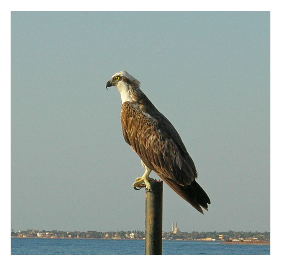 Seebussard