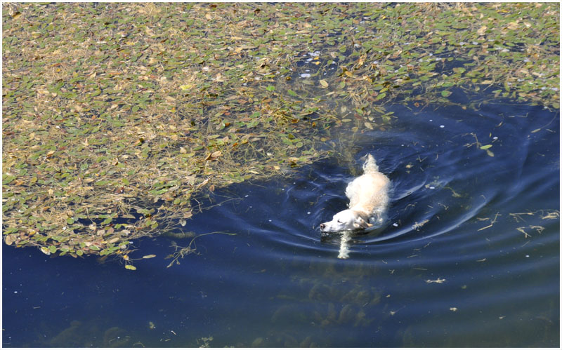 Seehund