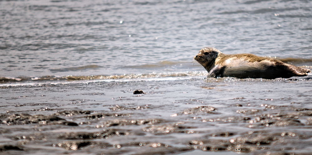 Seehund1