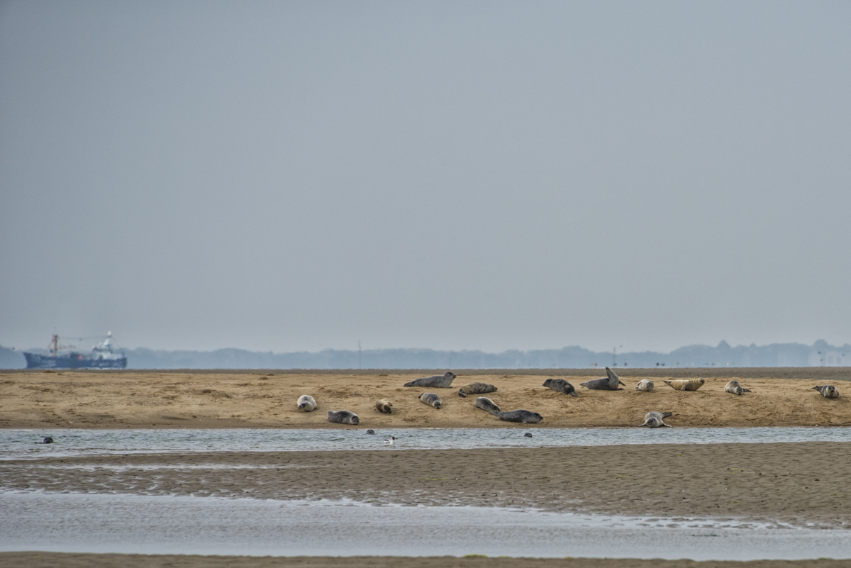 Seehundsbank und Blick auf Sylt Nikon mit D810 + Nikkor 3.5 5.6 28 300 AF S VR