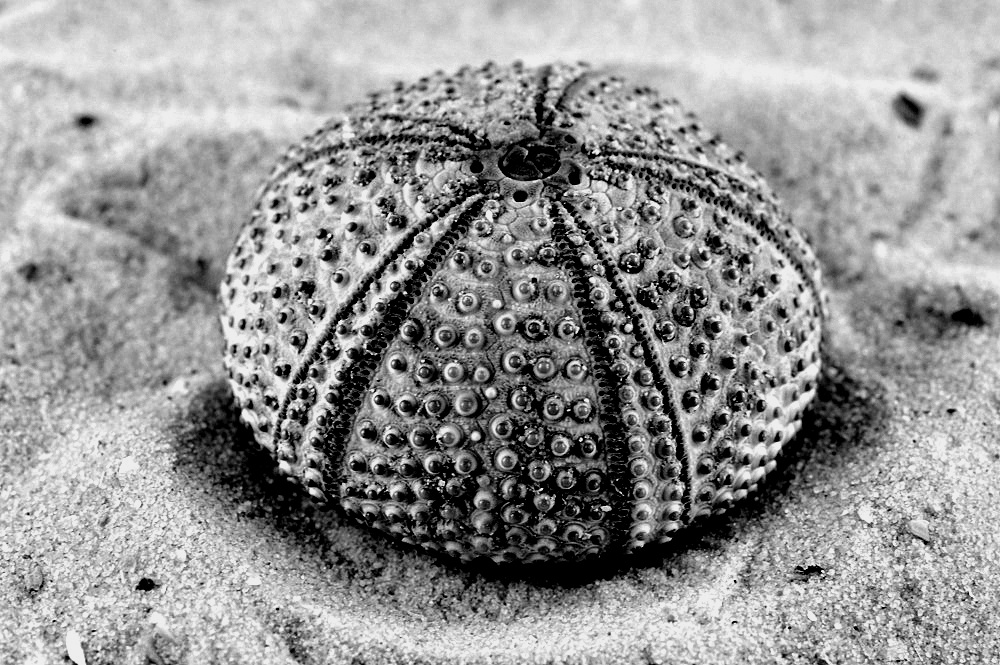 Seeigel02
