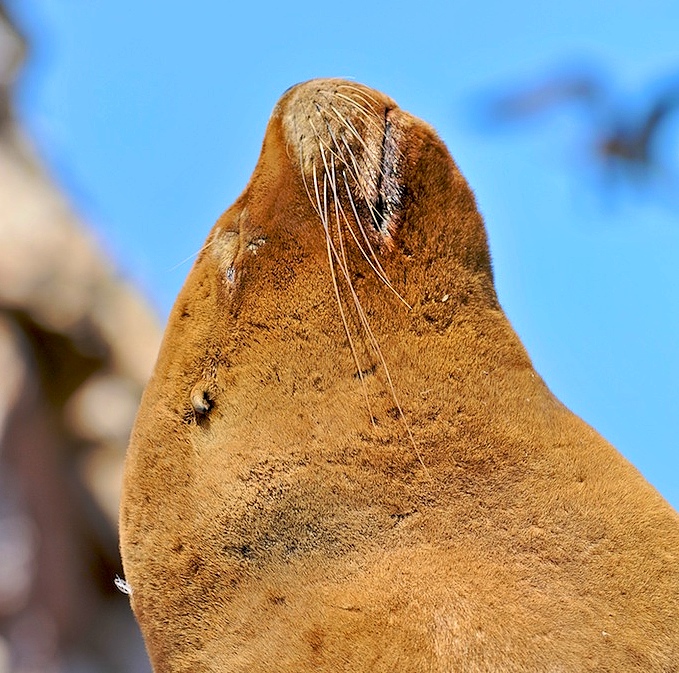 Seelöwe (3)