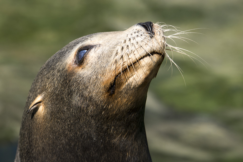 Seelöwe Zoo Köln