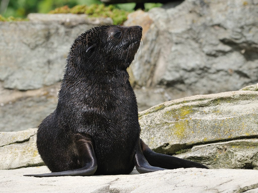 Seelöwe