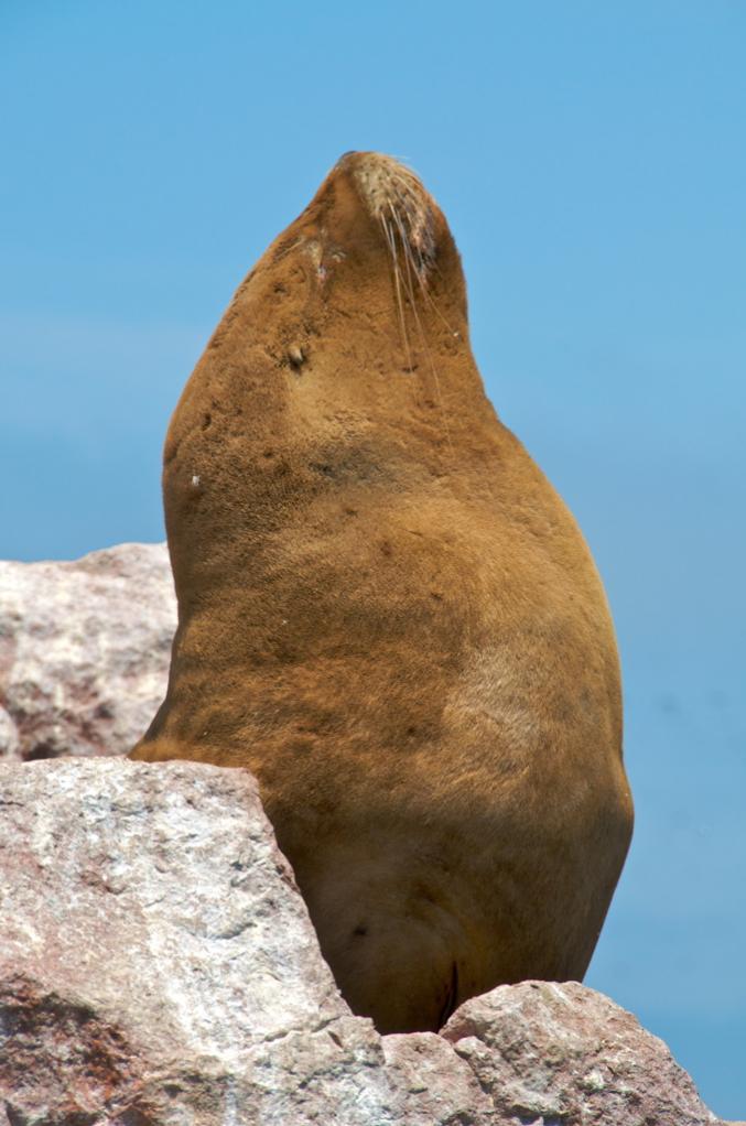Seelöwe