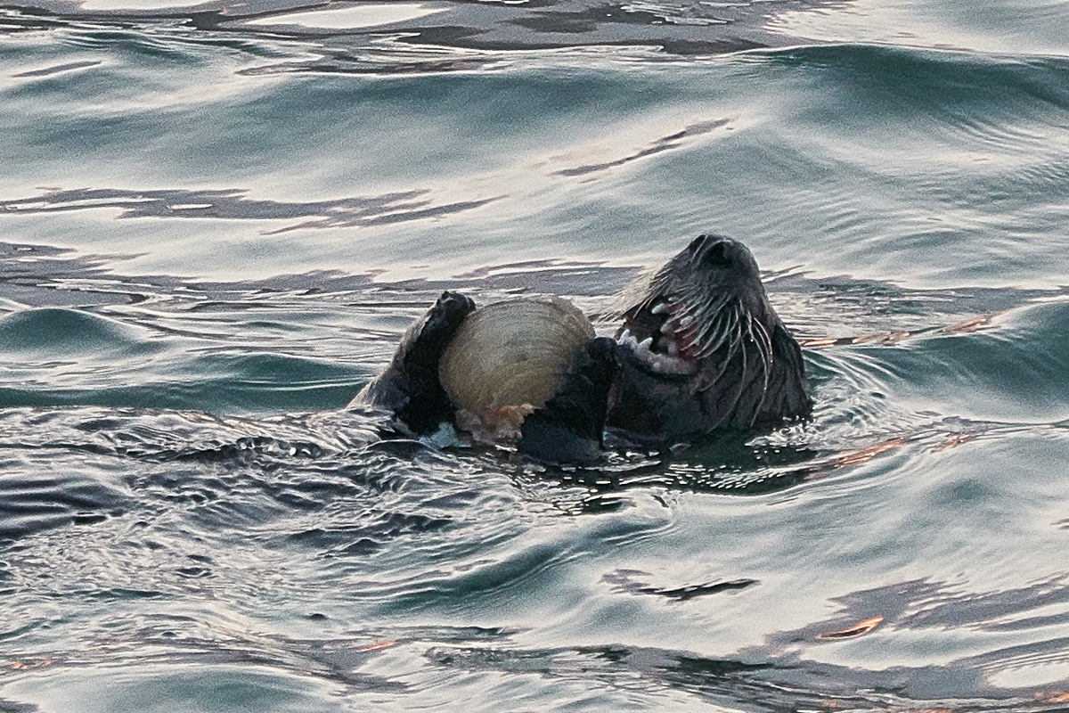 Seeotter