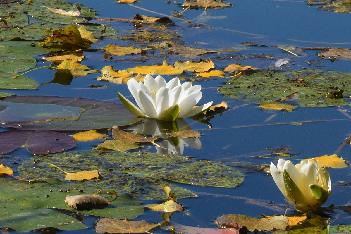 Seerose 3