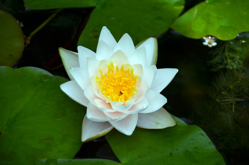 Seerose 4