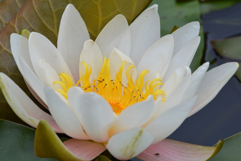 Seerose 827