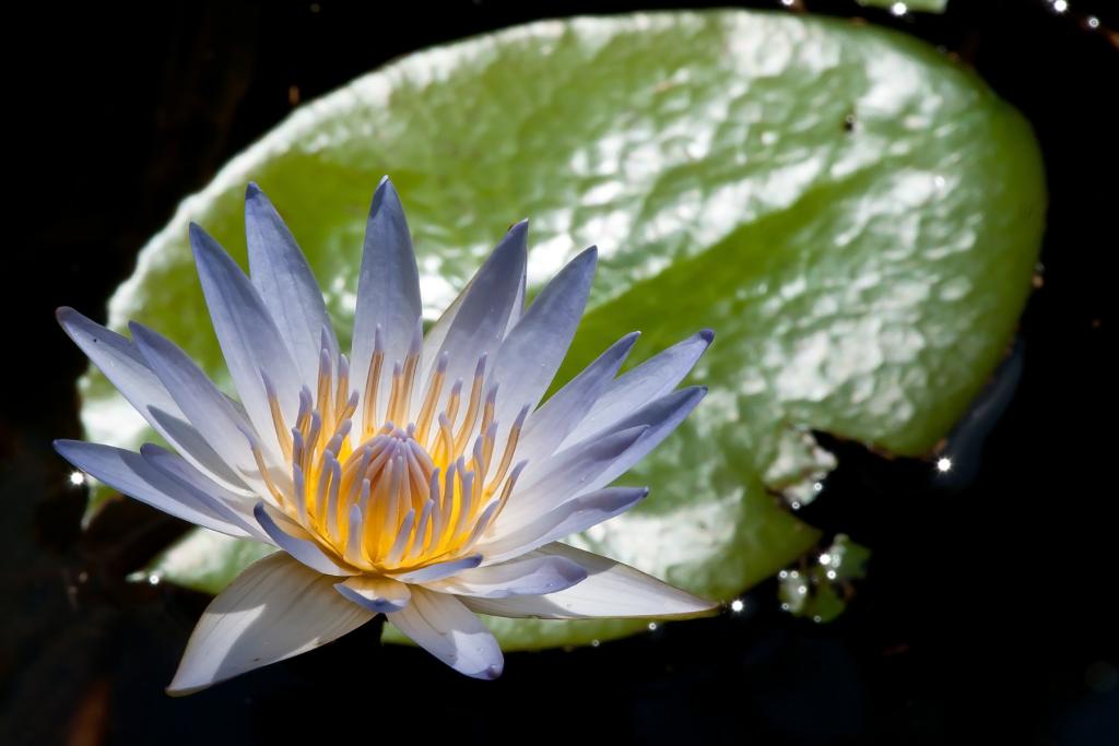 Seerose auf Bali 01