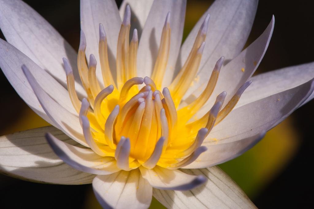 Seerose auf Bali 02