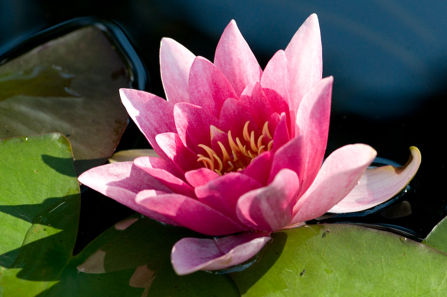 Seerose, NF-F Treffen Weihenstephan, Sichtungsgärten