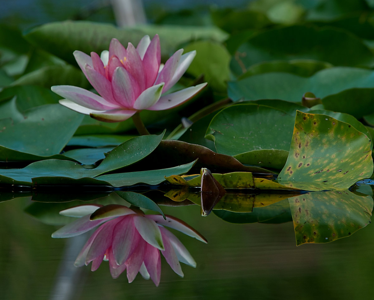 Seerose Rosa