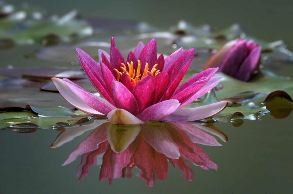 Seerose (Spiegelung)