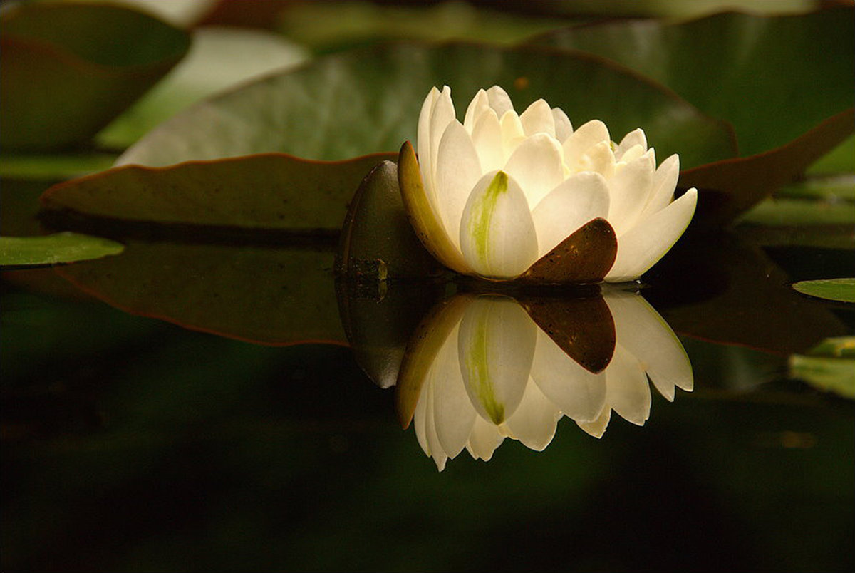 Seerose Weis