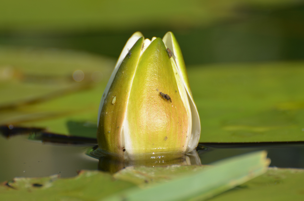 Seerose
