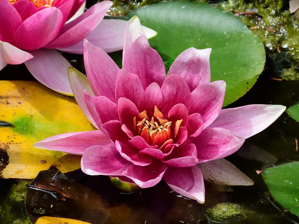 Seerose