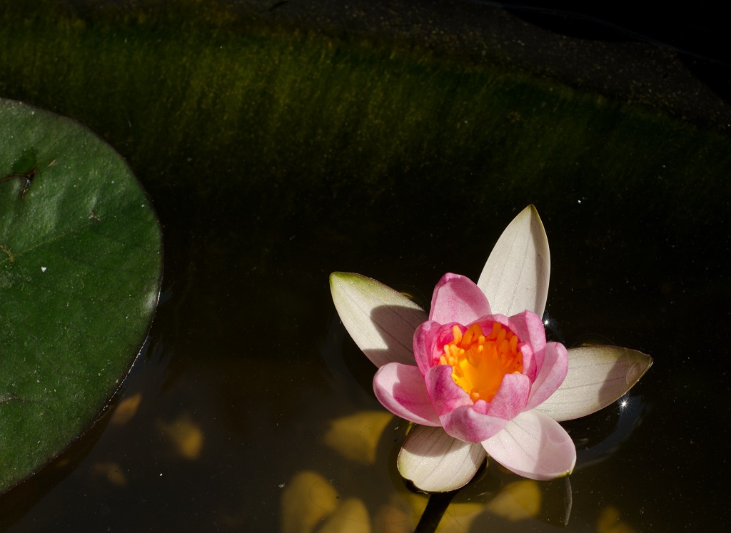 Seerose