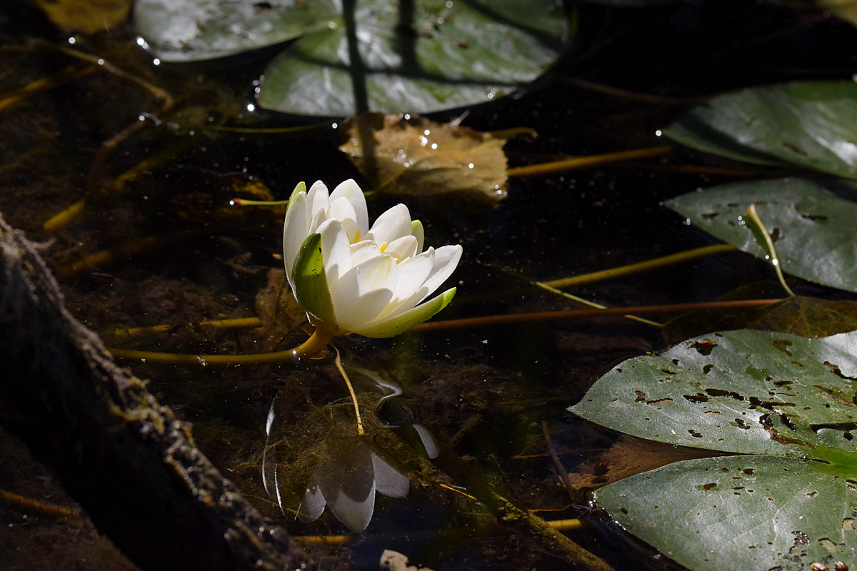 Seerose