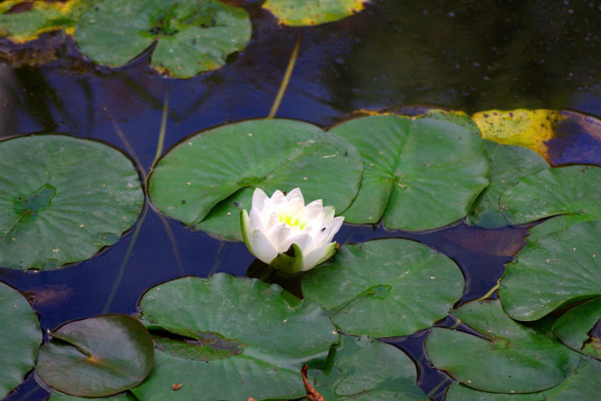 Seerose