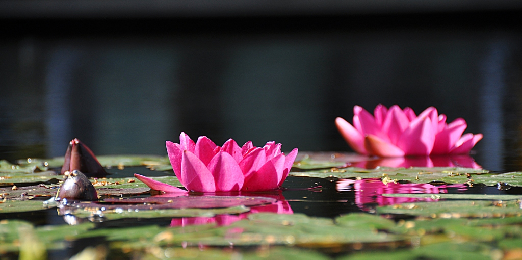 Seerose