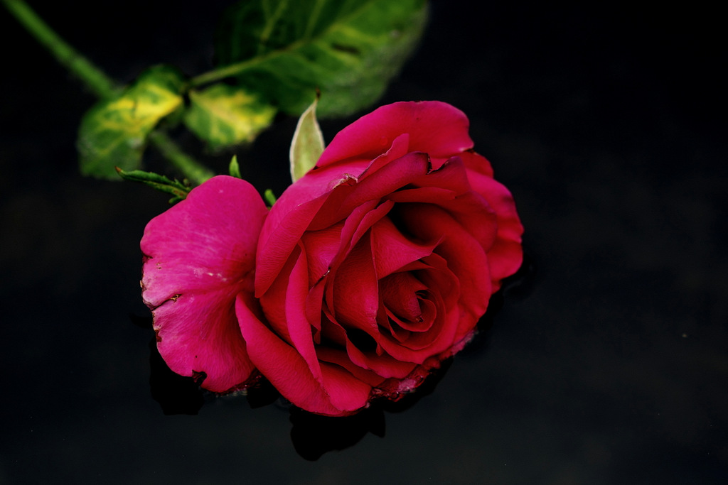 Seerose