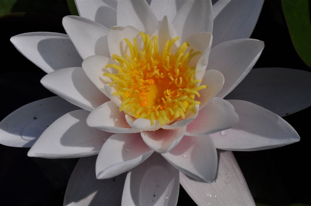 Seerose