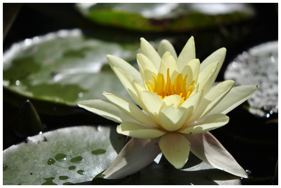 Seerose