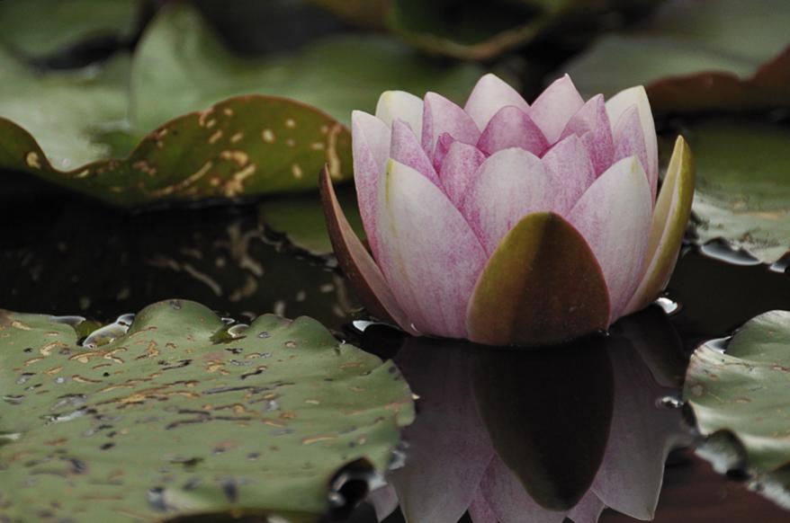 seerose2