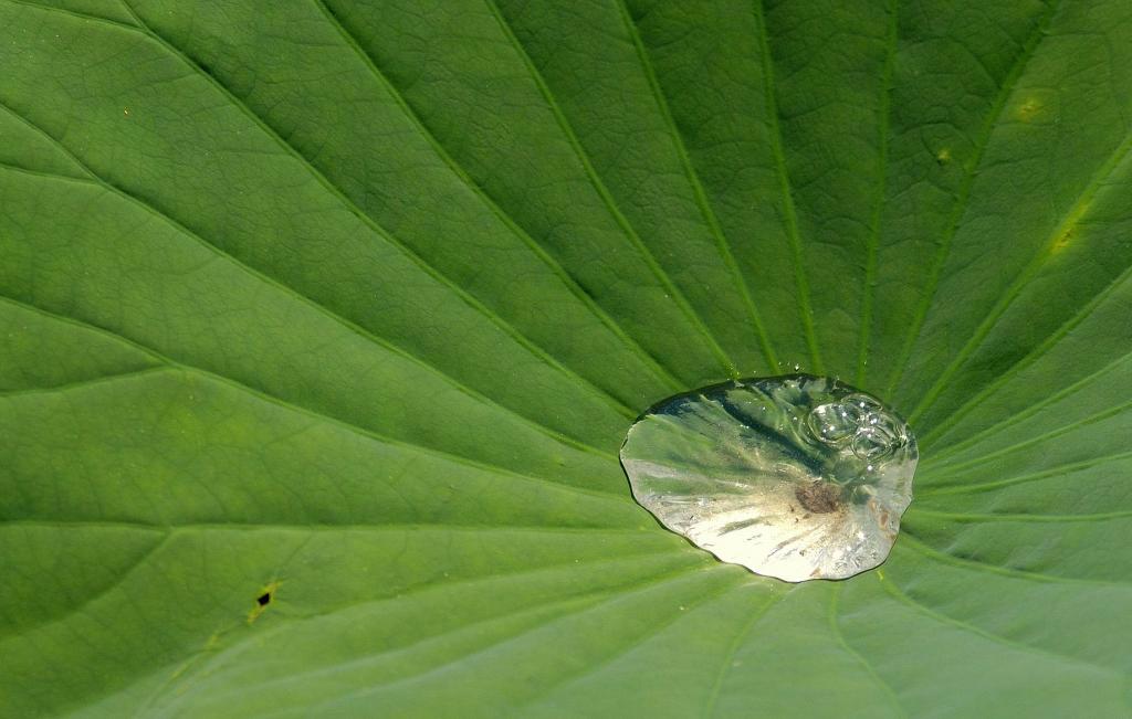 Seerosenblatt