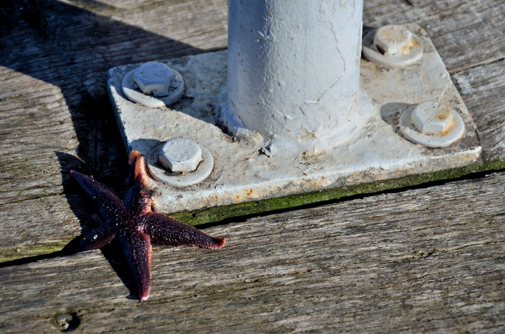 Seestern auf einem Anlieger im Kieler Hafen