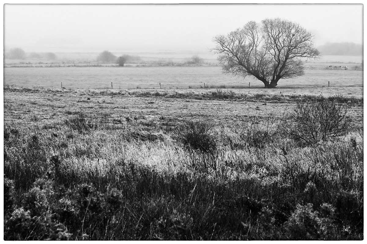 Seewiesen im November BW.jpg