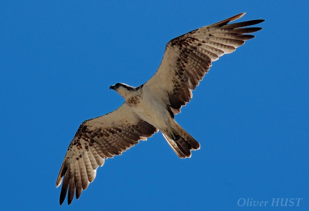 Segelflug des Adlers im beständigen Küstenwind.