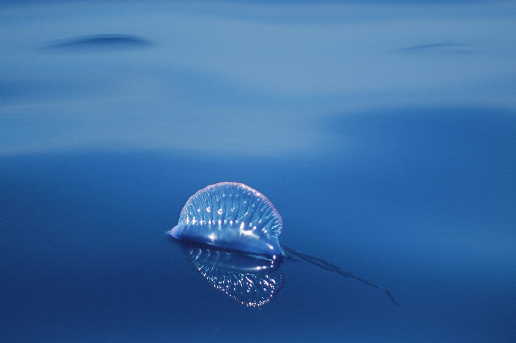 Segelqualle