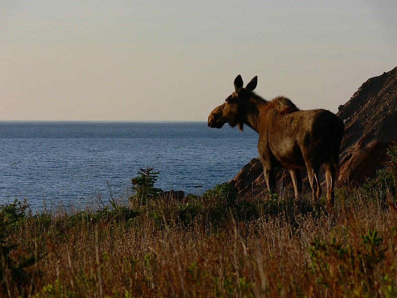 Sehnsucht
Elchkuh schaut auf den Atlantik (Nova Scotia)