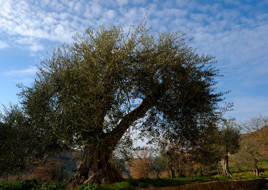 sehr alte Olive