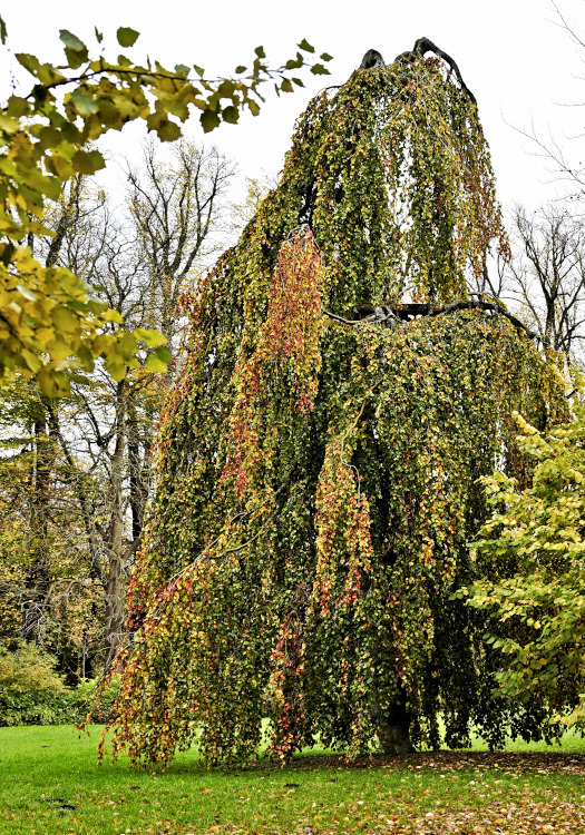 Sehr schöne Herbstbäume 2.JPG