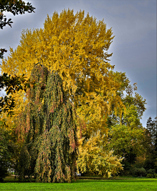 Sehr schöne Herbstbäume.jpg