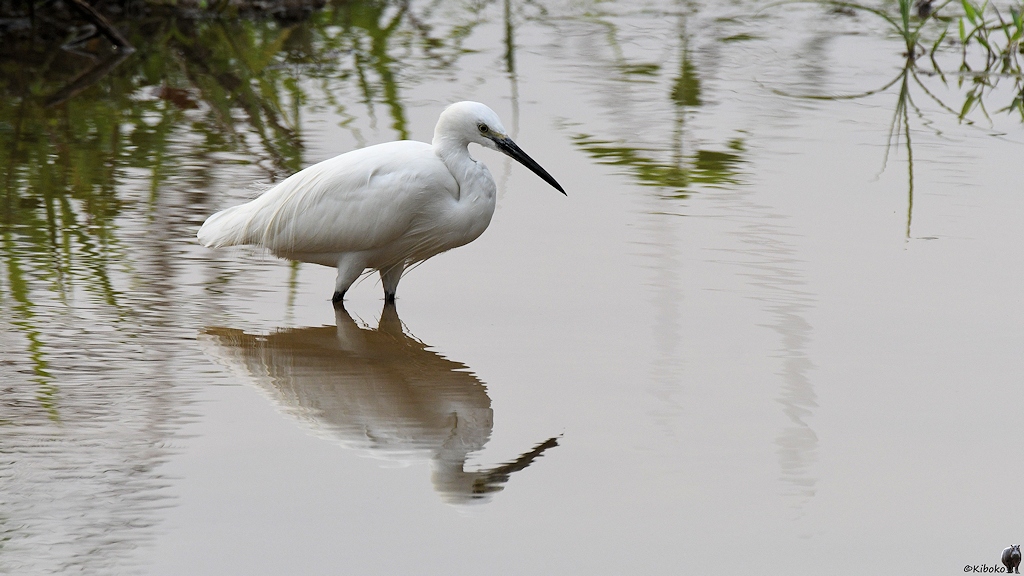 Seidenreiher (little egret)

s519 bHabarana LittleEgret 3747