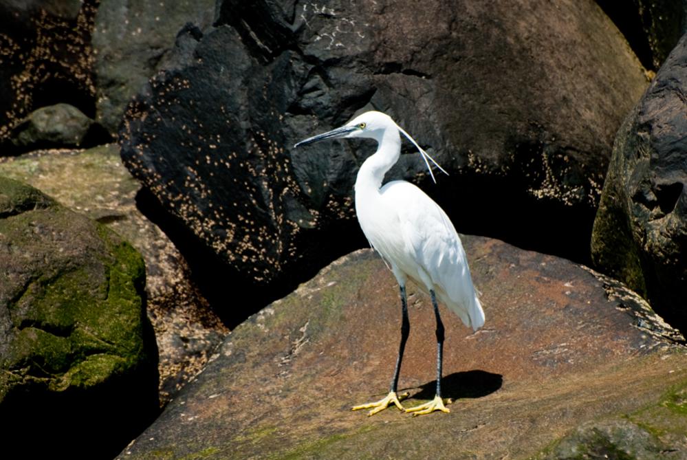 Seidenreiher