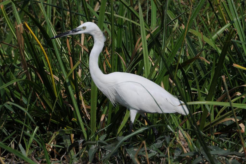 Seidenreiher