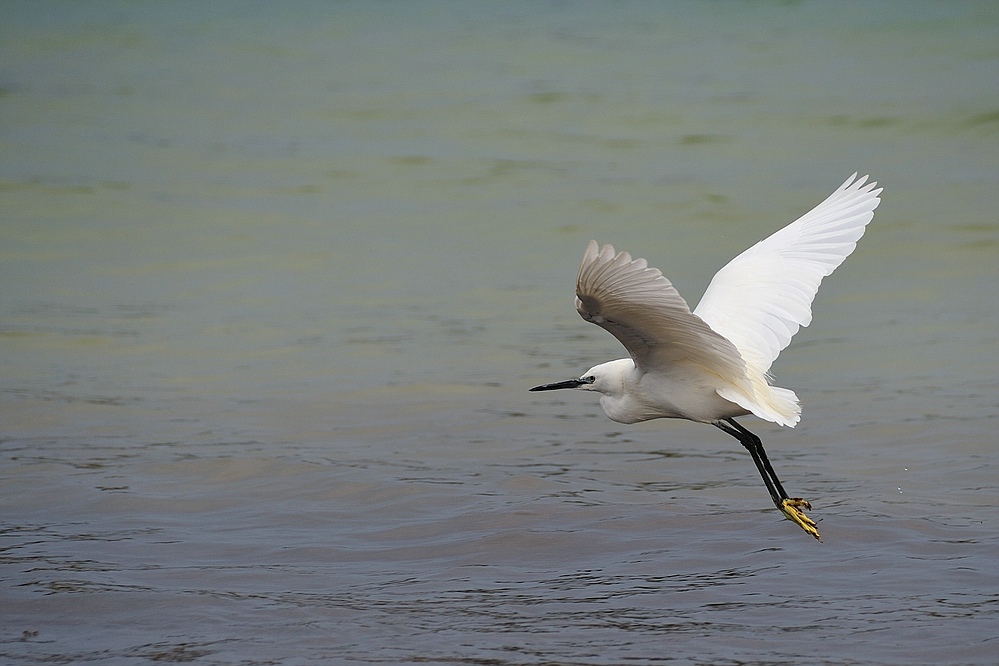 Seidenreiher20 imFlug