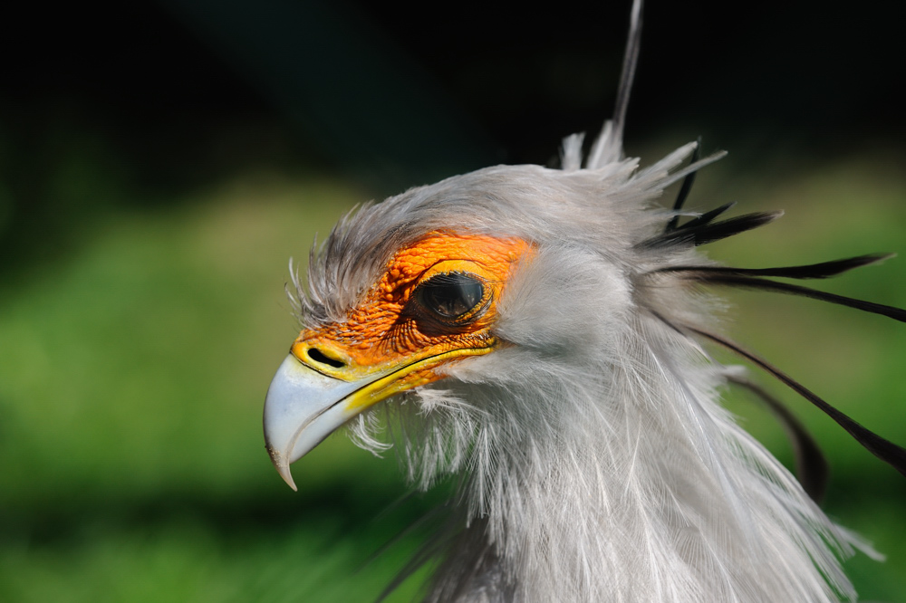 Sekretär
Tierpark Berlin Friederichsfelde